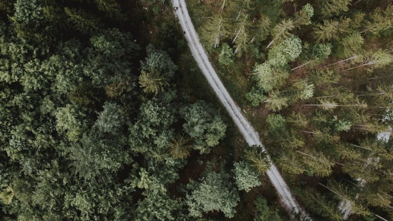 Aerial shot of a road surrounded by the forest at daytime - perfect for wallpapers